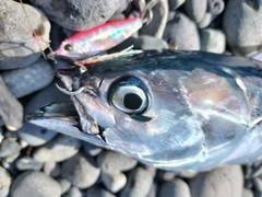 マルソウダの釣果