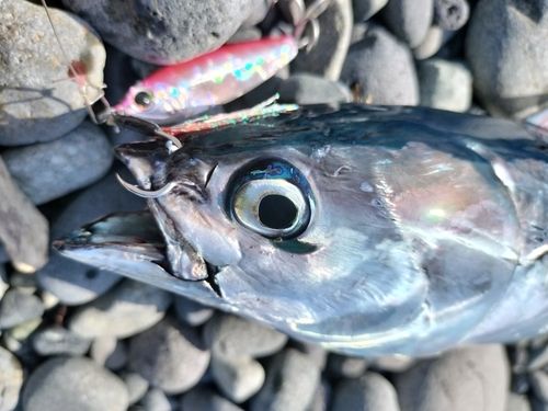 マルソウダの釣果