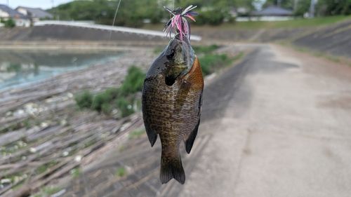 ブルーギルの釣果