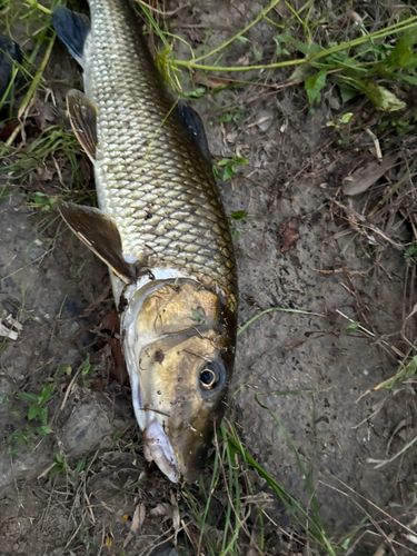 ニゴイの釣果