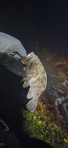 クロソイの釣果
