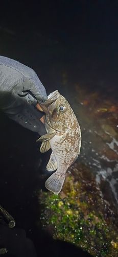 クロソイの釣果