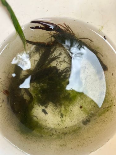 ザリガニの釣果