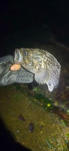クロソイの釣果