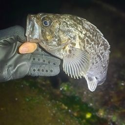 クロソイ