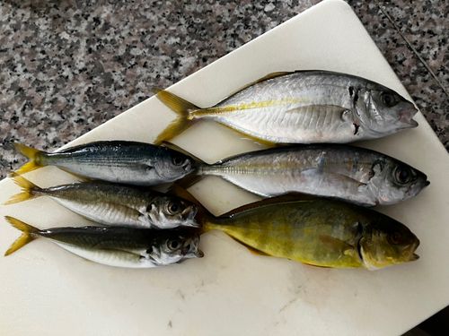 シマアジの釣果