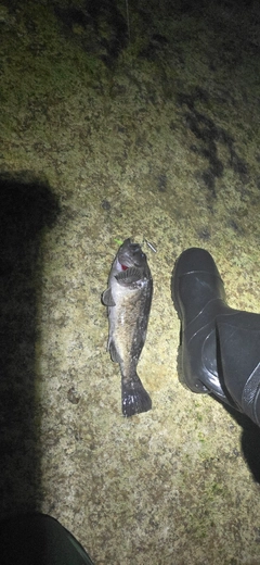 クロソイの釣果