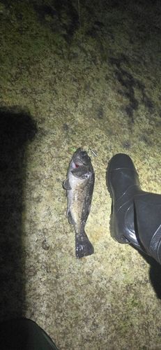 クロソイの釣果