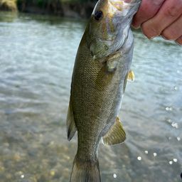 スモールマウスバス