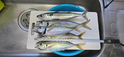 アジの釣果