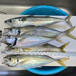 アジ