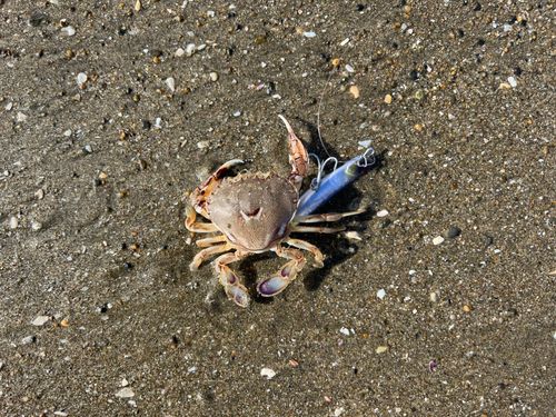 ヒラツメガニの釣果