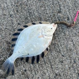 クロガシラガレイ