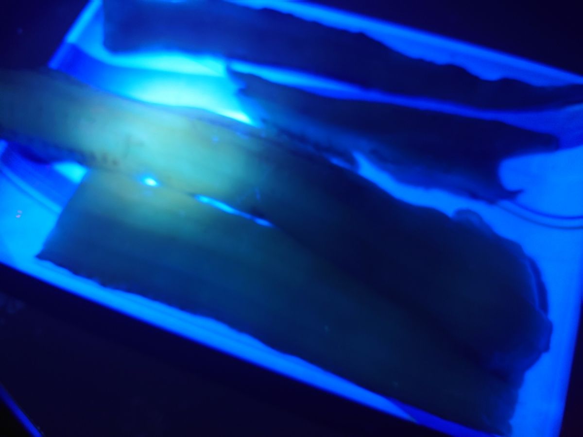 狐.comさんの釣果 2枚目の画像