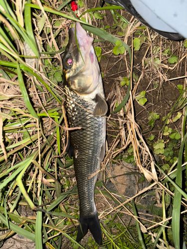 ニゴイの釣果
