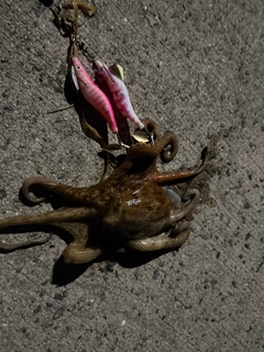 タコの釣果