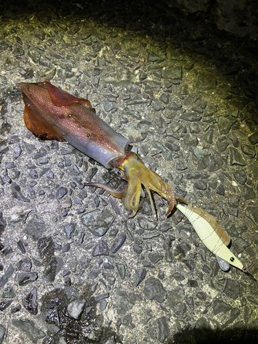 ケンサキイカの釣果