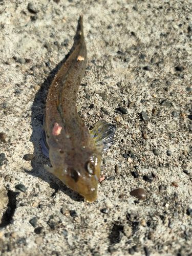 メゴチの釣果