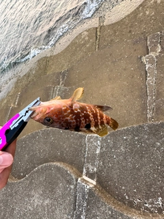 アコウの釣果