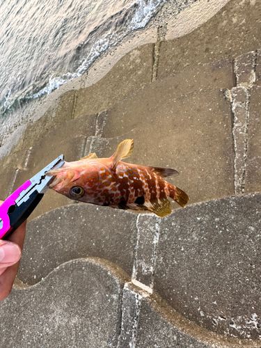アコウの釣果