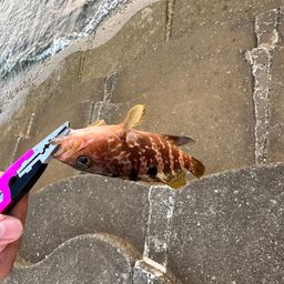 アコウ
