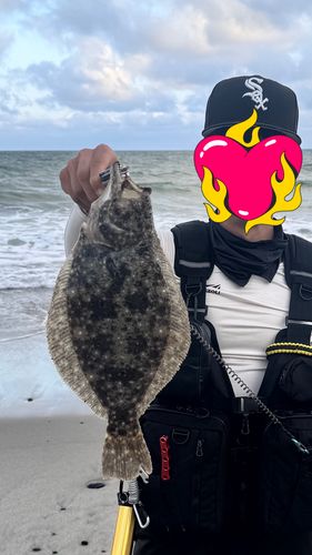 ソゲの釣果