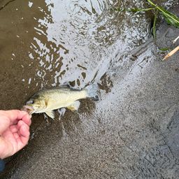 スモールマウスバス