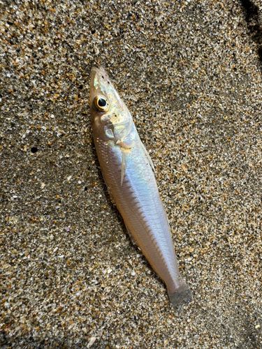 シロギスの釣果