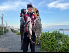 クロダイの釣果