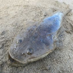 マゴチ
