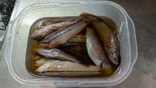 イソベラの釣果