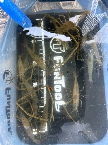 テナガエビの釣果