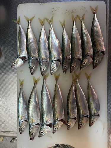 サバの釣果