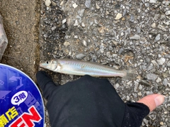 キスの釣果
