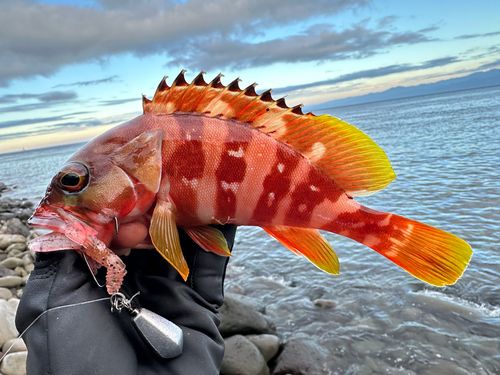 アカハタの釣果