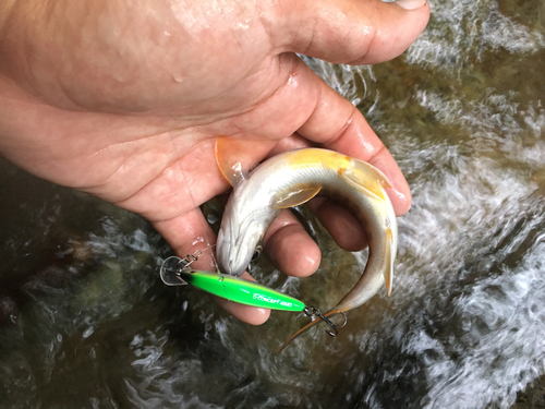 ニッコウイワナの釣果