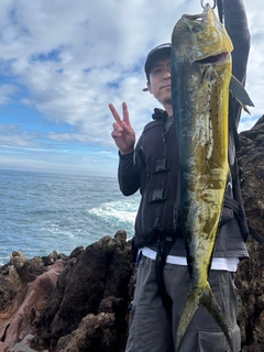 シイラの釣果