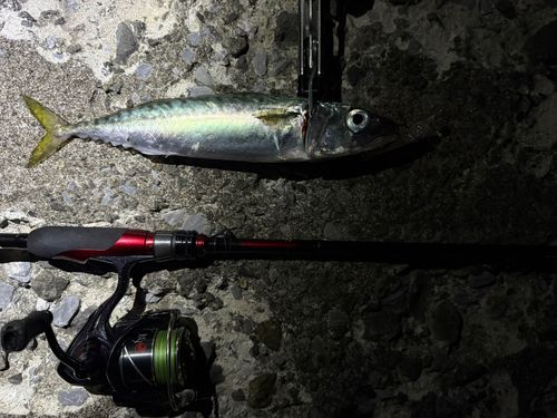 サバの釣果