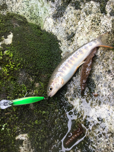 ニッコウイワナの釣果