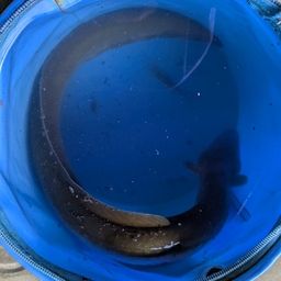 ウナギ
