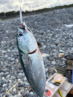 マルソウダの釣果