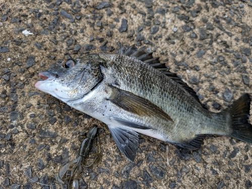チヌの釣果