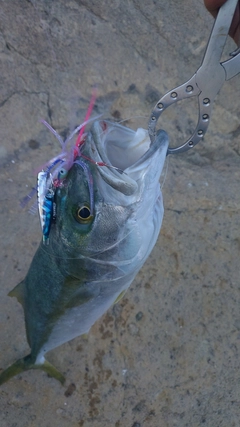 ワラサの釣果
