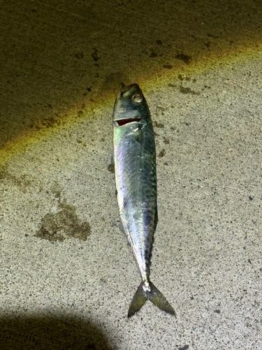 マサバの釣果