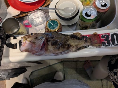 カサゴの釣果