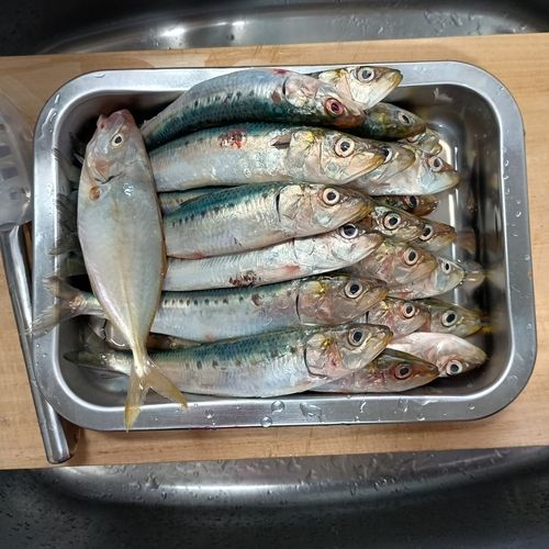 マイワシの釣果
