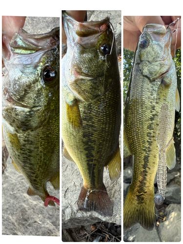 ブラックバスの釣果