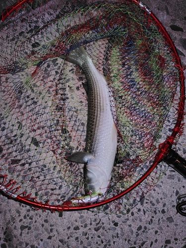 ボラの釣果