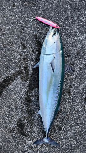 マルソウダの釣果