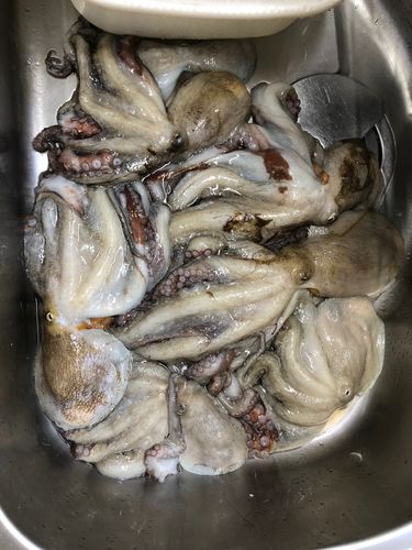 マダコの釣果
